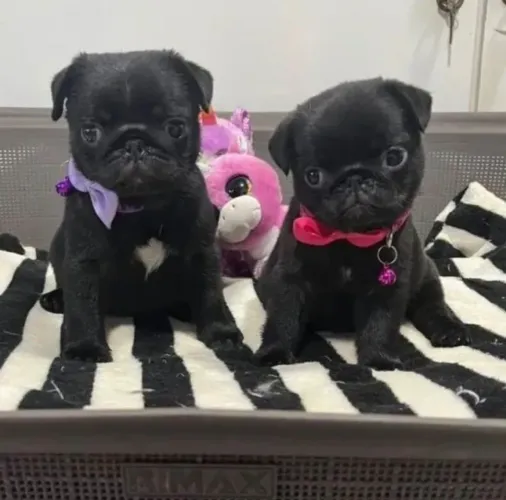 Pug ? Pacotinhos cheios de amor 