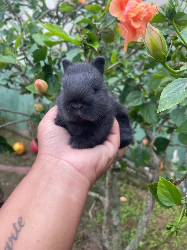 Mini coelho 