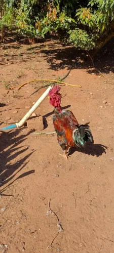 GALO NOVO CABEÇA PELADA