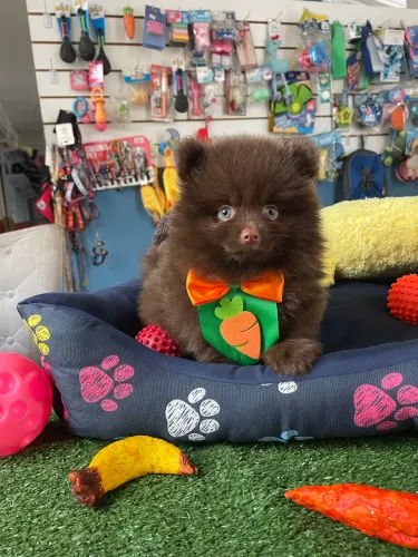 Spitz alemão macho na cor chocolate dos verdes $4.800,00