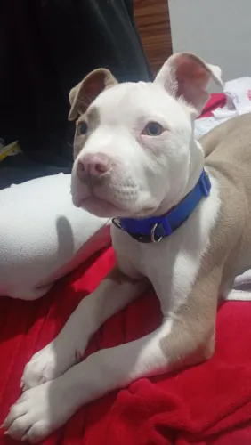 Pitbull Puro