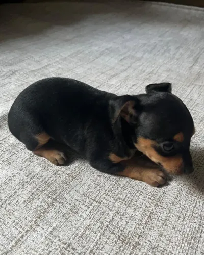 Cachorros raça Pinscher