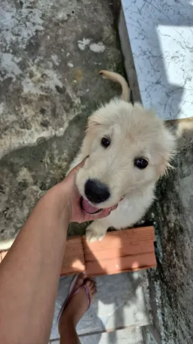 Filhote labrador, Seja recebido todos os dias com lambeijos e carinho!