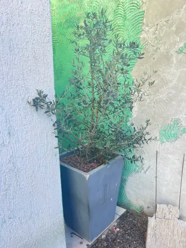 Planta Oliveira 