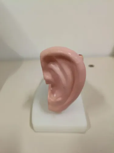 Orelha anatômica