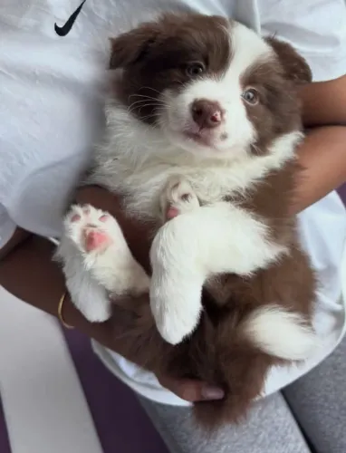 Border Collie para trabalho e esportes disponíveis para venda