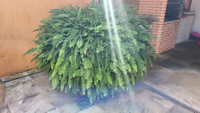 Samambaia Gigante