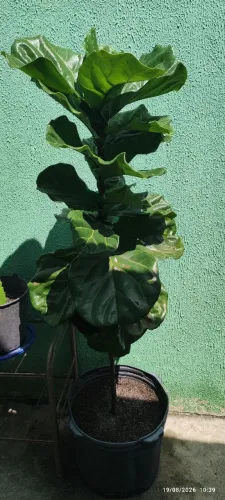 Plantas diversas