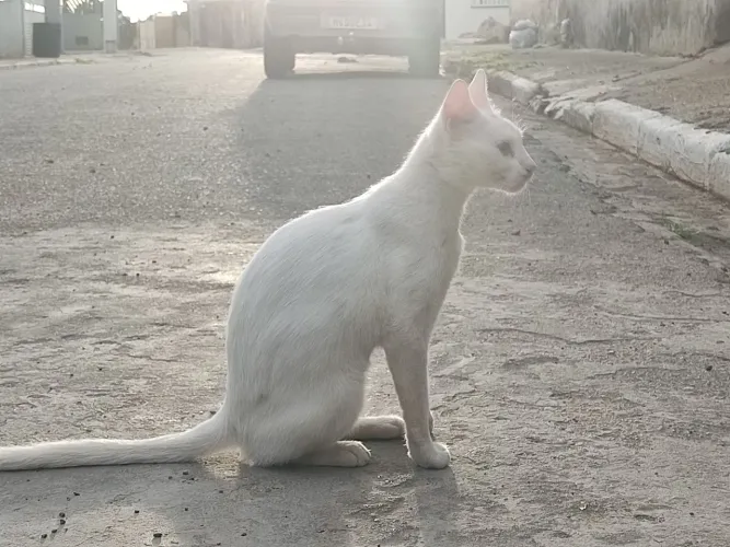 Estou doando 3 gatinhos de rua