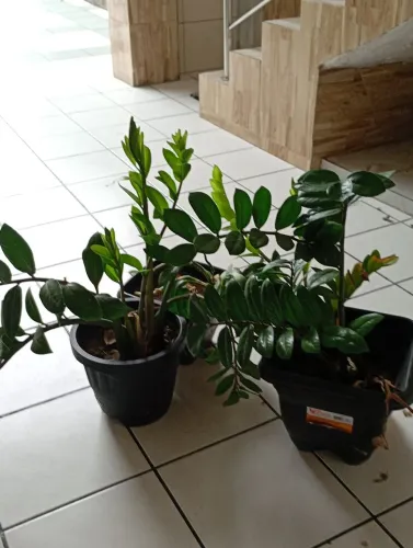 Plantas Naturais 