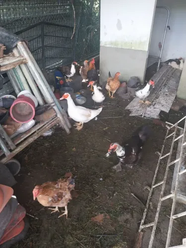Vendo patos e galinhas