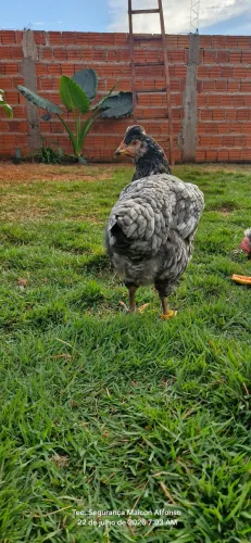 Galinha GSB