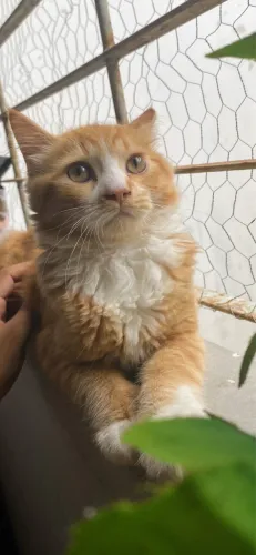 Gato de raça persa com siamês