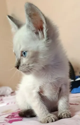 Gatos filhotes branquinhos para adoção