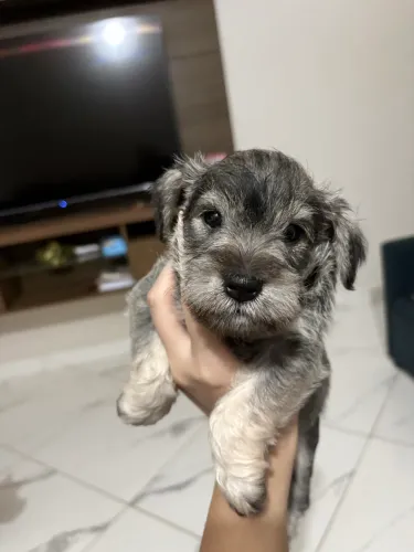 Filhotinho de Schnauzer