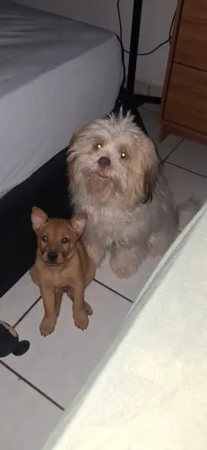 Doação de chow chow mestiço