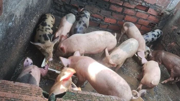 Leitão de todos os tamanhos