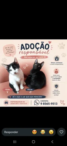 Doa gatos macho e fêmea