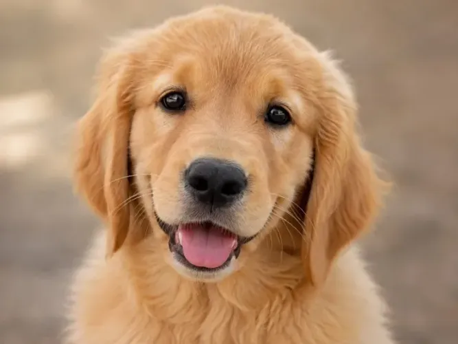 Golden retriever lindo e saudavel