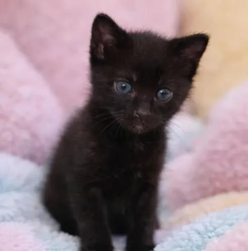 Gato preto filhote para adoção