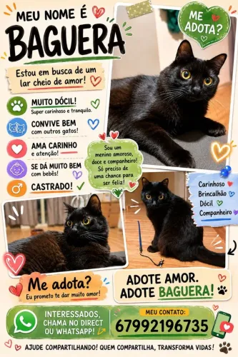 Gato