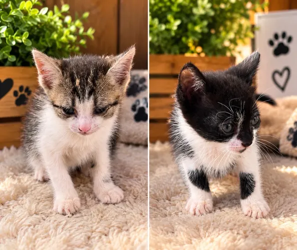 ? DOAÇÃO DE 4 GATINHAS! ?