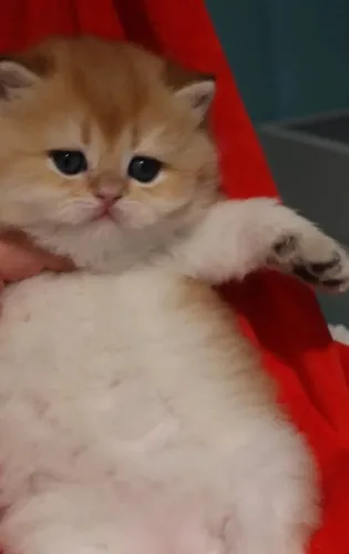 Gatinho Persa Laranja | Entregamos ainda hoje