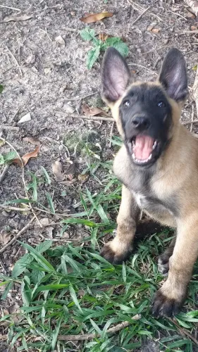 Pastor Belga Malinois