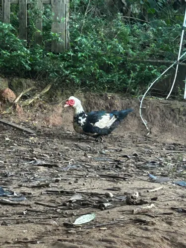 Vendo pato macho grande