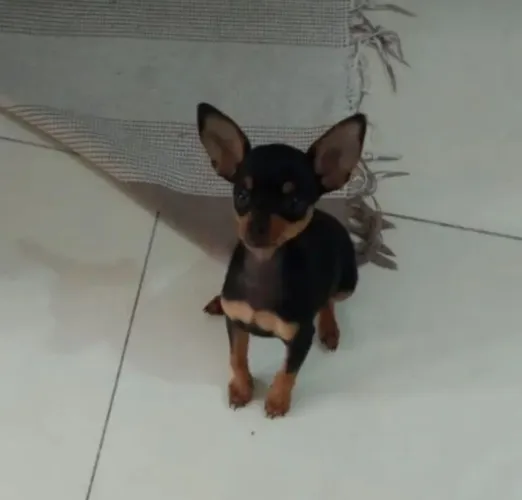 Pinscher
