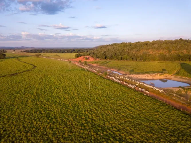 Fazenda a venda 18.800 hectares em Goiatins Tocantins!!!
