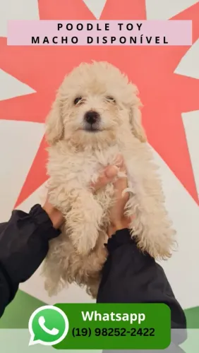 Lindo Filhote Macho Poodle Miniatura - Pronta Entrega e Super Dócil (10x)