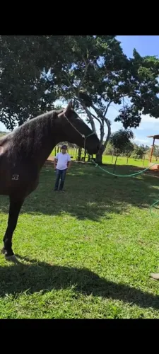 Cavalo campolina de marcha picada
