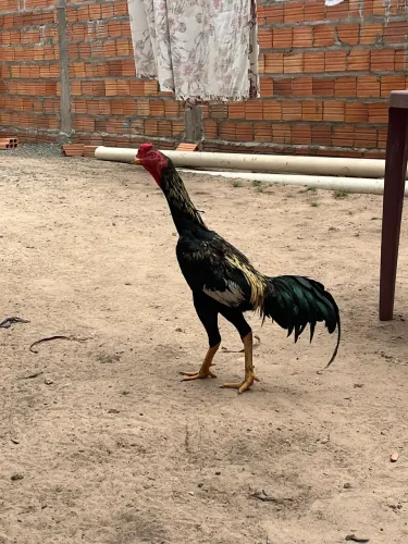 Frango Carioca de 9 meses