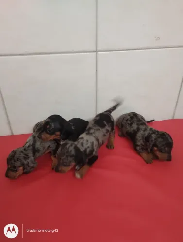 Filhote dachshund Cofap Basset macho 