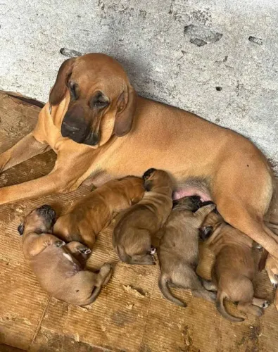 Filhotes de fila brasileiro pra doação