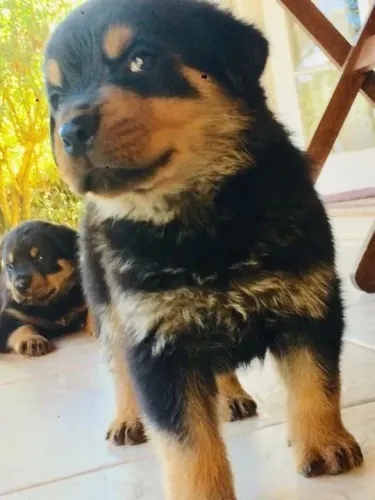 Rottweiler Esse cachorrinho tem tudo para ser seu maior companheiro