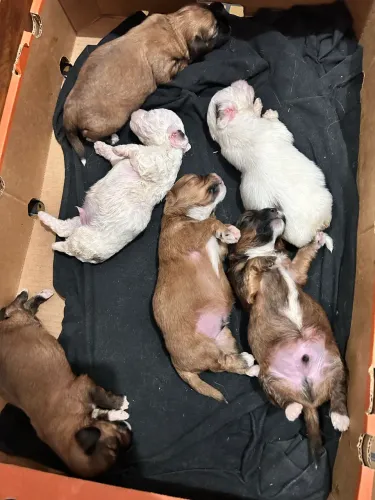 Vende se filhotes de Shitzu com maltês