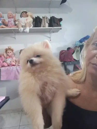 Filhote de cães