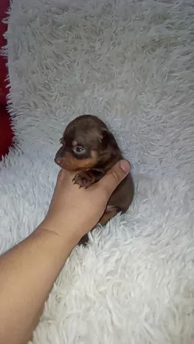 Pinscher zerinho macho( chocolate)