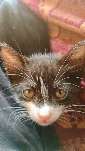 Gato Frajola