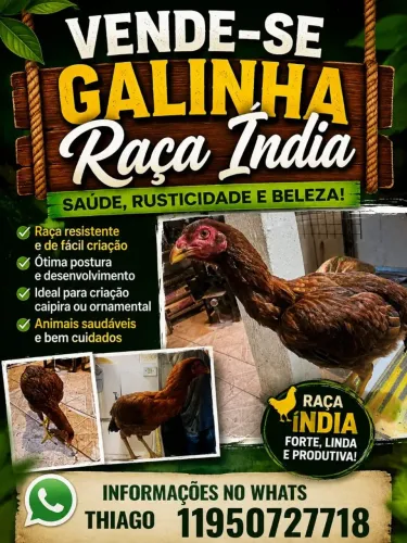 Vendas de galinhas e codornas 