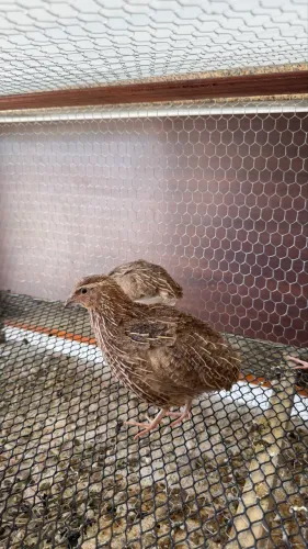 Codorna japônica macho