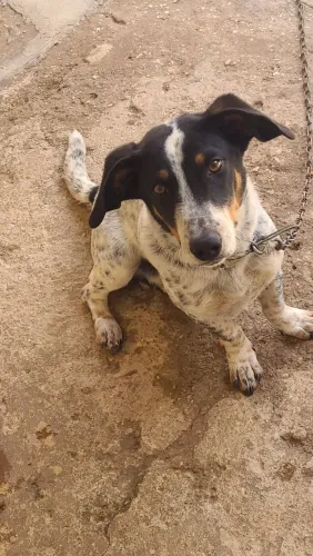 Doação cachorro