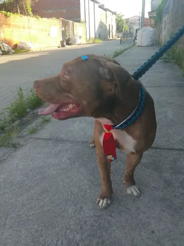 Pitbull macho para cruzar