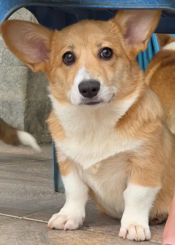 Welsh Corgi Pembroke  - S.H.K