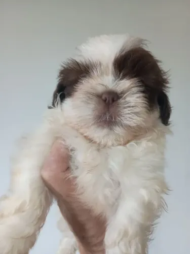 Shihtzu mini machinhos legitimos com pedigree