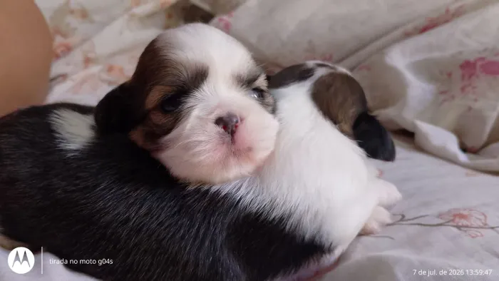 Shih tzu