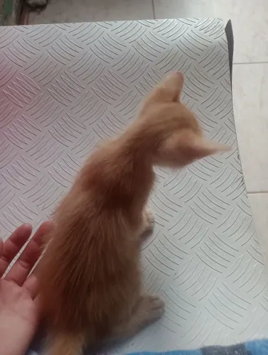 Gatinho filhote