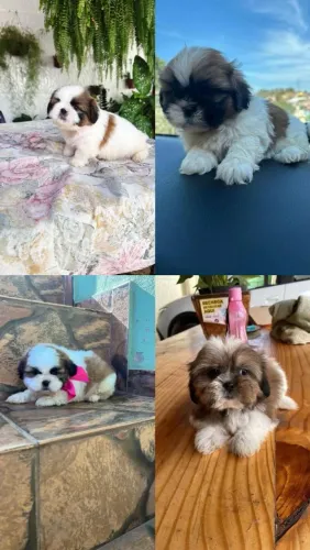 Shih Tzu adorável 